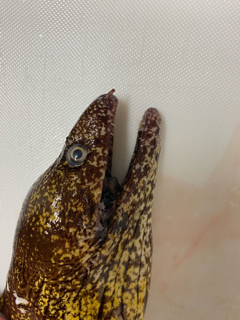 ウツボ