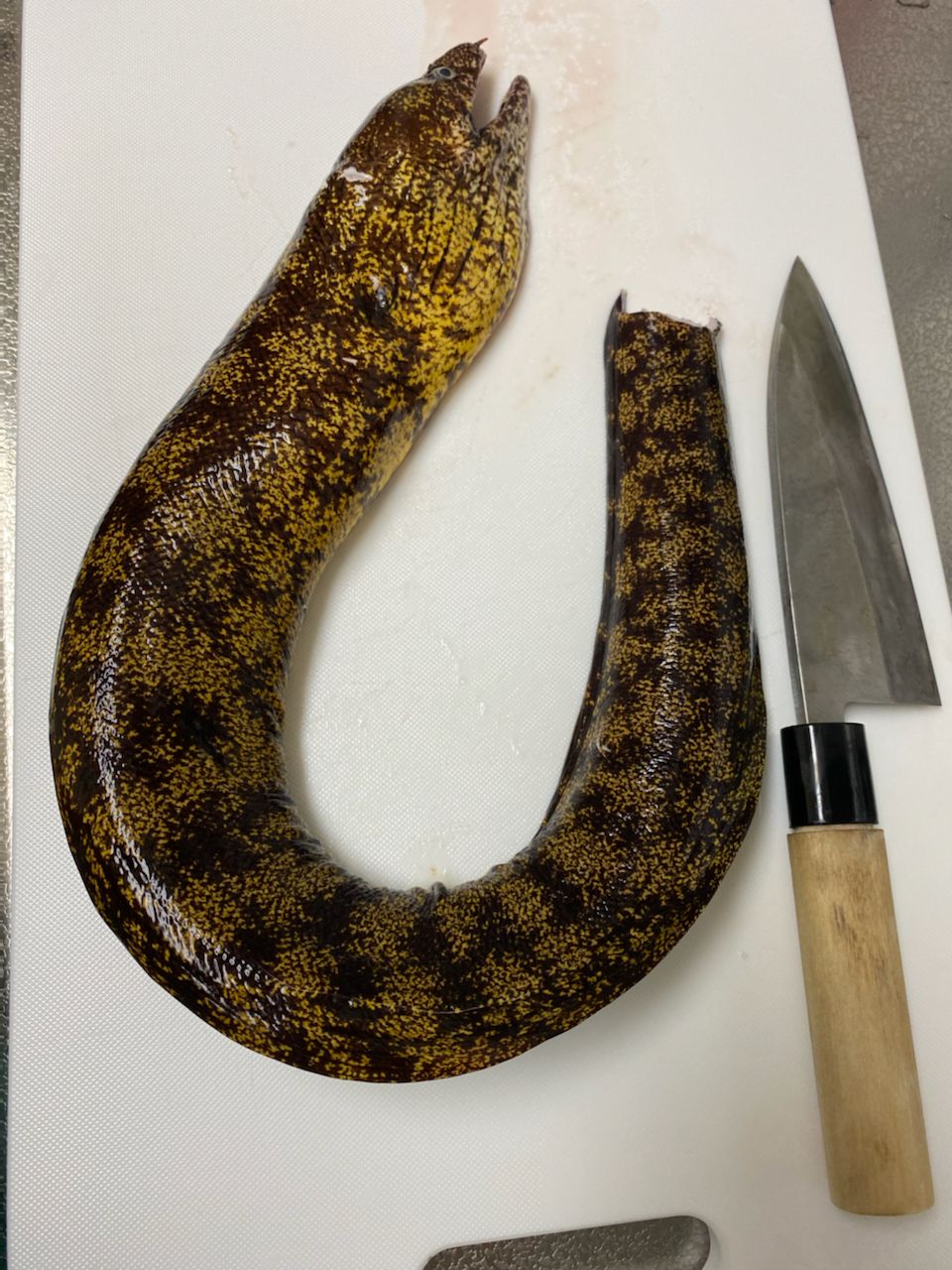 ウツボ