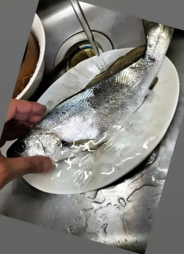 ニベの釣果