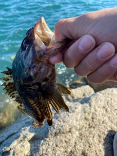 タケノコメバルの釣果