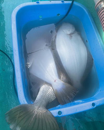 オオニベの釣果