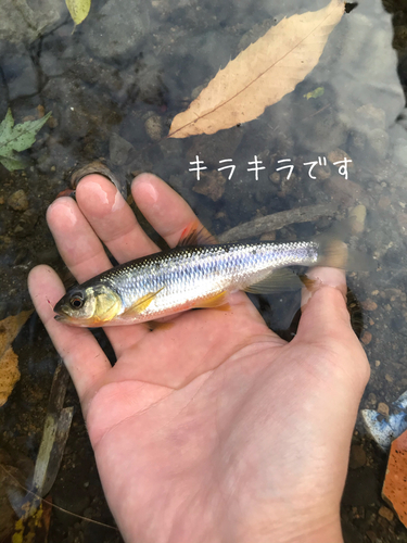 カワムツの釣果