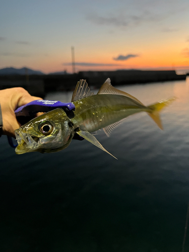 マアジの釣果