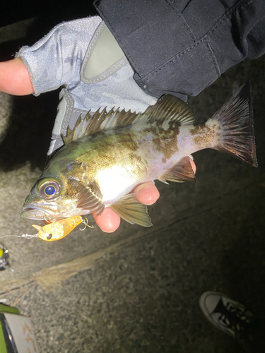 クロメバルの釣果