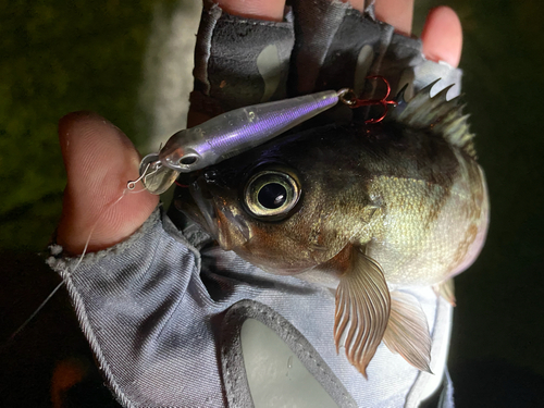 クロメバルの釣果