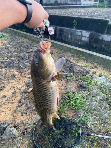 コイの釣果