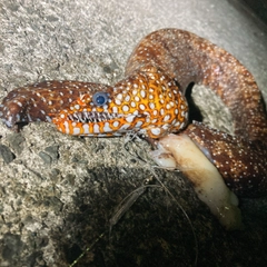 トラウツボの釣果