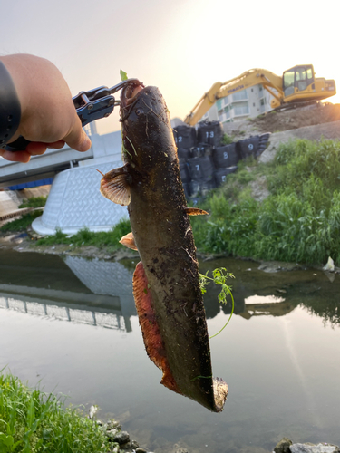 ナマズの釣果