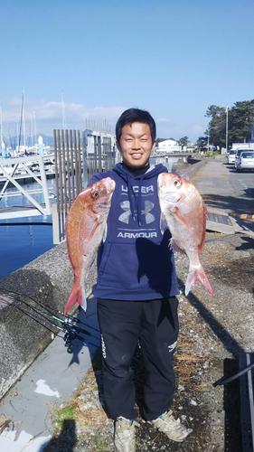 マダイの釣果