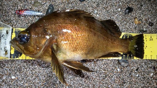 メバルの釣果