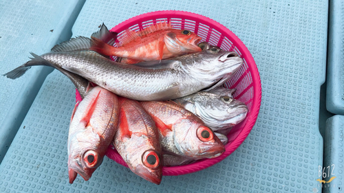 アカムツの釣果