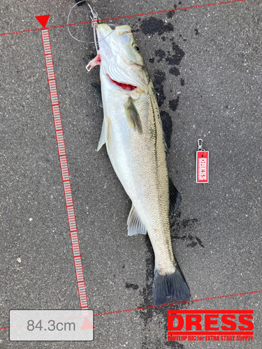 シーバスの釣果