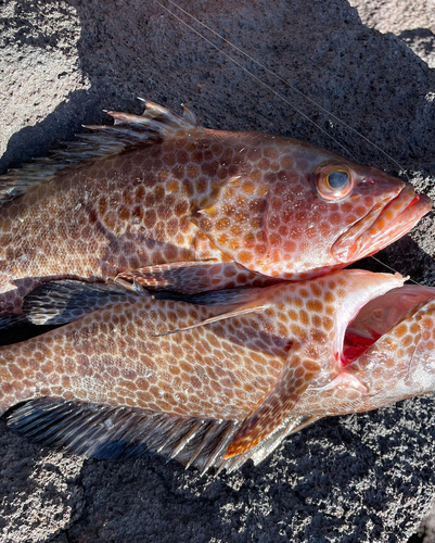 オオモンハタの釣果