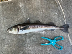 スケトウダラの釣果