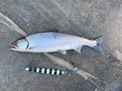 サクラマスの釣果