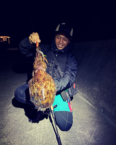 コブシメの釣果