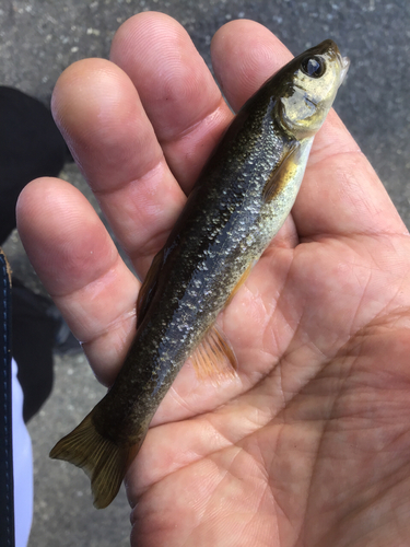 アブラハヤの釣果