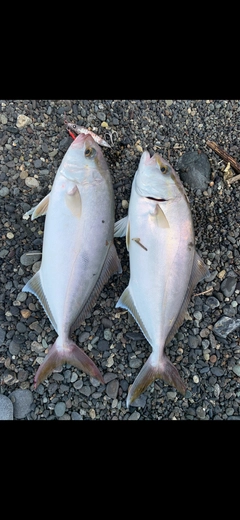 ショゴの釣果