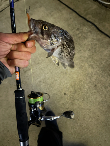 クロソイの釣果