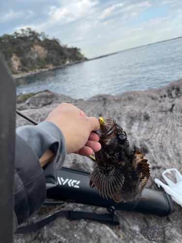 ムラソイの釣果