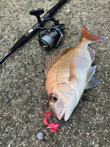 マダイの釣果