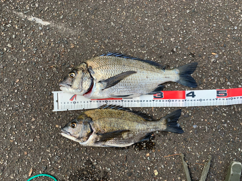 クロダイの釣果