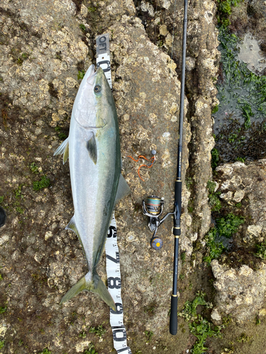 ブリの釣果