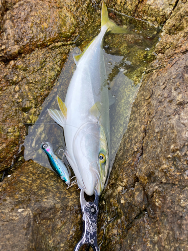 ブリの釣果