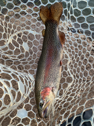 ニジマスの釣果