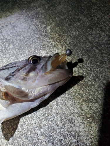 クロソイの釣果