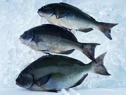 オナガグレの釣果