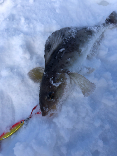 ホッケの釣果