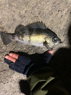 メバルの釣果