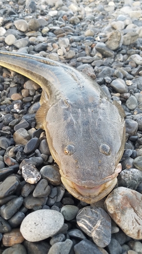 マゴチの釣果