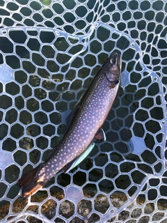 イワナの釣果