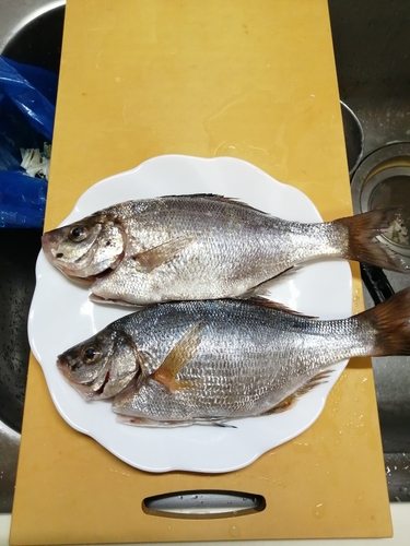 ウミタナゴの釣果