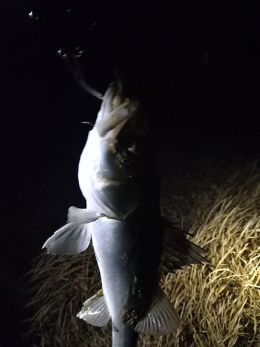 フッコ（マルスズキ）の釣果