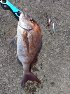 タイの釣果