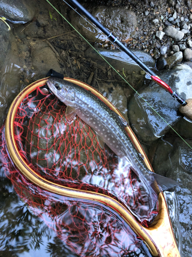 エゾイワナの釣果