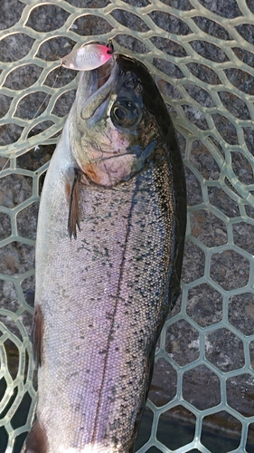 ニジマスの釣果