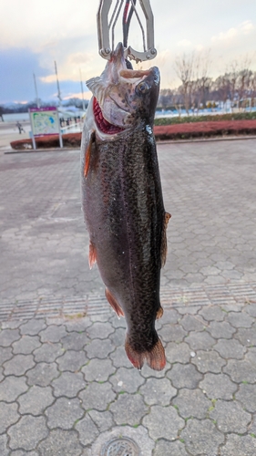 ロックトラウトの釣果