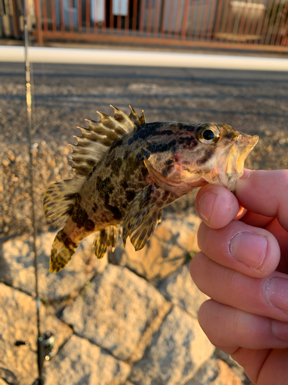 タケノコメバル