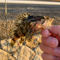 タケノコメバル