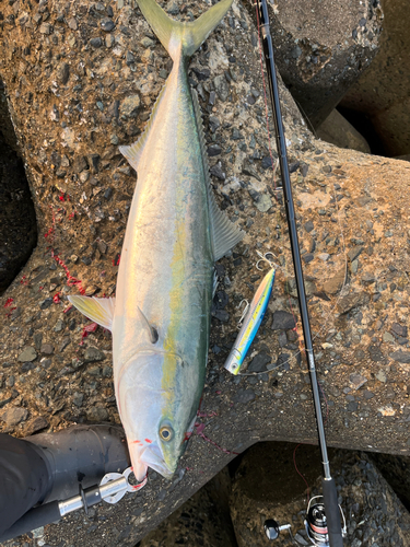 ブリの釣果