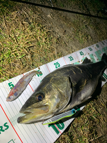 シーバスの釣果