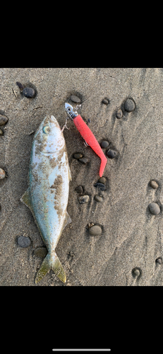 ワカシの釣果