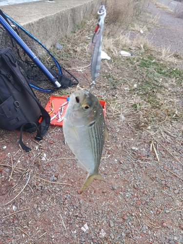 コノシロの釣果