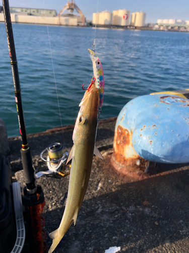 カマスの釣果