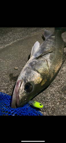 シーバスの釣果