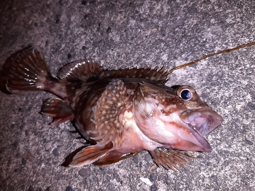 カサゴの釣果